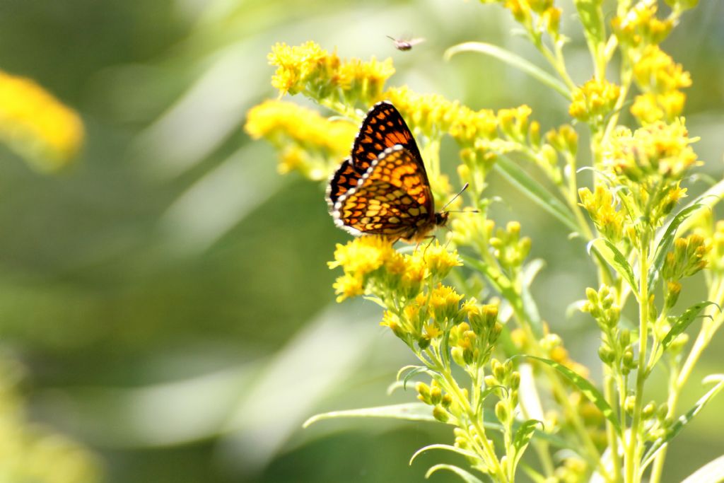 Melitaea athalia? S